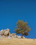 Lone tree