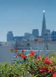 Bouganvillea