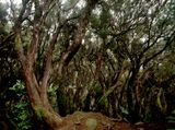 Levada dos 25 Fontes