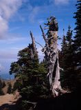 Olympic National Park
