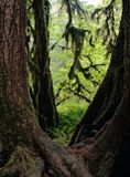 Olympic National Park