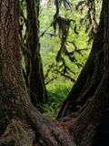 Olympic National Park