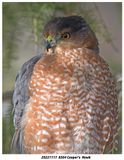 20221117  8564 Coopers  Hawk.jpg