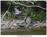 20220906 5815 SERIES - Belted Kingfisher.jpg
