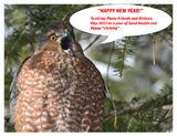 20221117 8664 Coopers Hawk r4.jpg