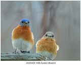 20230425 1086 Eastern Bluebird.jpg
