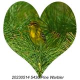 20230514 5436 Pine Warbler.jpg