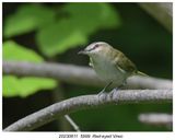 20230611  5999  Red-eyed Vireo.jpg