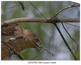 20230709 7056 Coopers Hawk.jpg