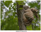 20220610 8776 Barred Owl.jpg
