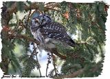 20130308 - 1 411 Boreal Owl HP.jpg