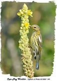 20130821 249 Cape May Warbler.jpg