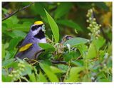 20170519-1 2759 Golden-winged Warbler.jpg