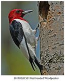 20110520 561 Red-headed Woodpecker.jpg