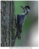 20240617 1409 SERIES -  Yellow-bellied Sapsucker xxx.jpg