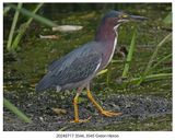20240717 3544, 3545 Green Heron xxx.jpg