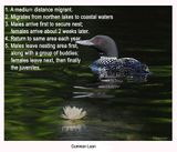 103 - 18.3 20080706 - 300 137 Common Loon.jpg
