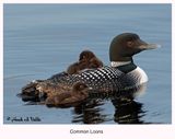 120 20070619-1 180 Common Loons.jpg