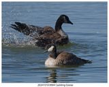 20241018 8904 Cackling Goose.jpg