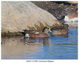 20241119 9921 American Wigeon.jpg