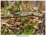 20250504 2094 Ovenbird.jpg