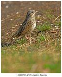 20250505 2179 Lincolns Sparrow.jpg