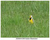 20250509 2835 SERIES - Eastern Meadowlark.jpg