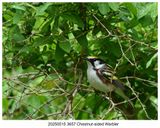20250515 3657 Chestnut-sided Warbler.jpg