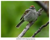 20250523 3978 Chipping Sparrow.jpg