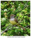 20250525 4882 Great Crested Flycatcher.jpg