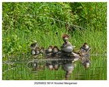 20250602 5614 Hooded Merganser.jpg