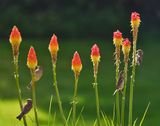 Red Hot Pokers