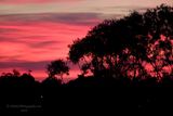 100321_064115_6520 Tree Silhouette, Red Dawn (Sun 21 Mar 10)