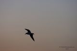 100807_064239_9398 Seagull Silhouette