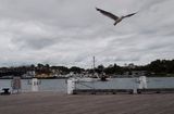 140109_125319_2060 Taking Flight From The Trawler (Thu 09 Jan 14)