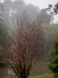150829_080930_0192 Mist OtMornin To You (Sat 29 Aug 15)