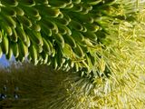 160805_140013_0021 Agave Abstract (Fri 05 Aug 16)