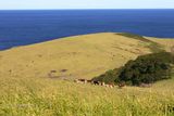050812_141317_0366 Cattle Grazing Near Gerringong (Fri 12 Aug 05)