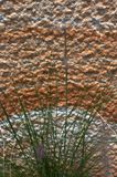 071207_121228_2504 Grass And Sandstone (Fri 7 Dec 07)