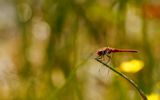 Vandrande ngstrollslnda  (Sympetrum fonscolombii)