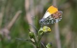 Aurorafjril - Anthocharis cardamines