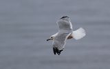 Ringnbbad ms - Ring-billed Gull  (Larus delawarensis)