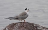 Fisktrna - Common Tern (Sterna hirundo)