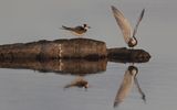 Svarttrna - Black Tern (Chlidonias niger)