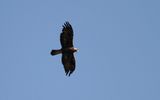 Kungsrn - Golden Eagle (Aquila chrysaetos)