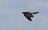 Sparvhk - Eurasian Sparrow Hawk  (Accipiter nisus)