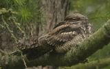 Nattskrra - Nightjar  (Caprimulgus europaeus)