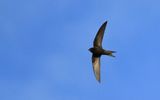 Tornseglare - Common Swift (Apus apus)