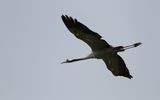Trana - Common crane (Grus grus)