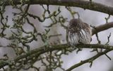 Sparvuggla - Pygmy Owl (Glaucidium passerinum)